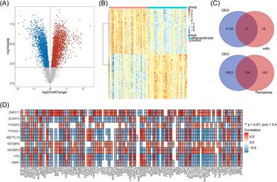 Screening of m6A-associated ferroptosis-related genes in atherosclerosis based on WGCNA